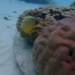 Un poisson papillon dans la nurserie de coraux