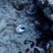 Magnifique escargot des mers