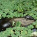 Des tortues dans un petit étang