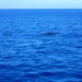 Sortie en mer pour voir des dauphins