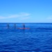 Beaucoup de paddlers tentent de suivre les baleines